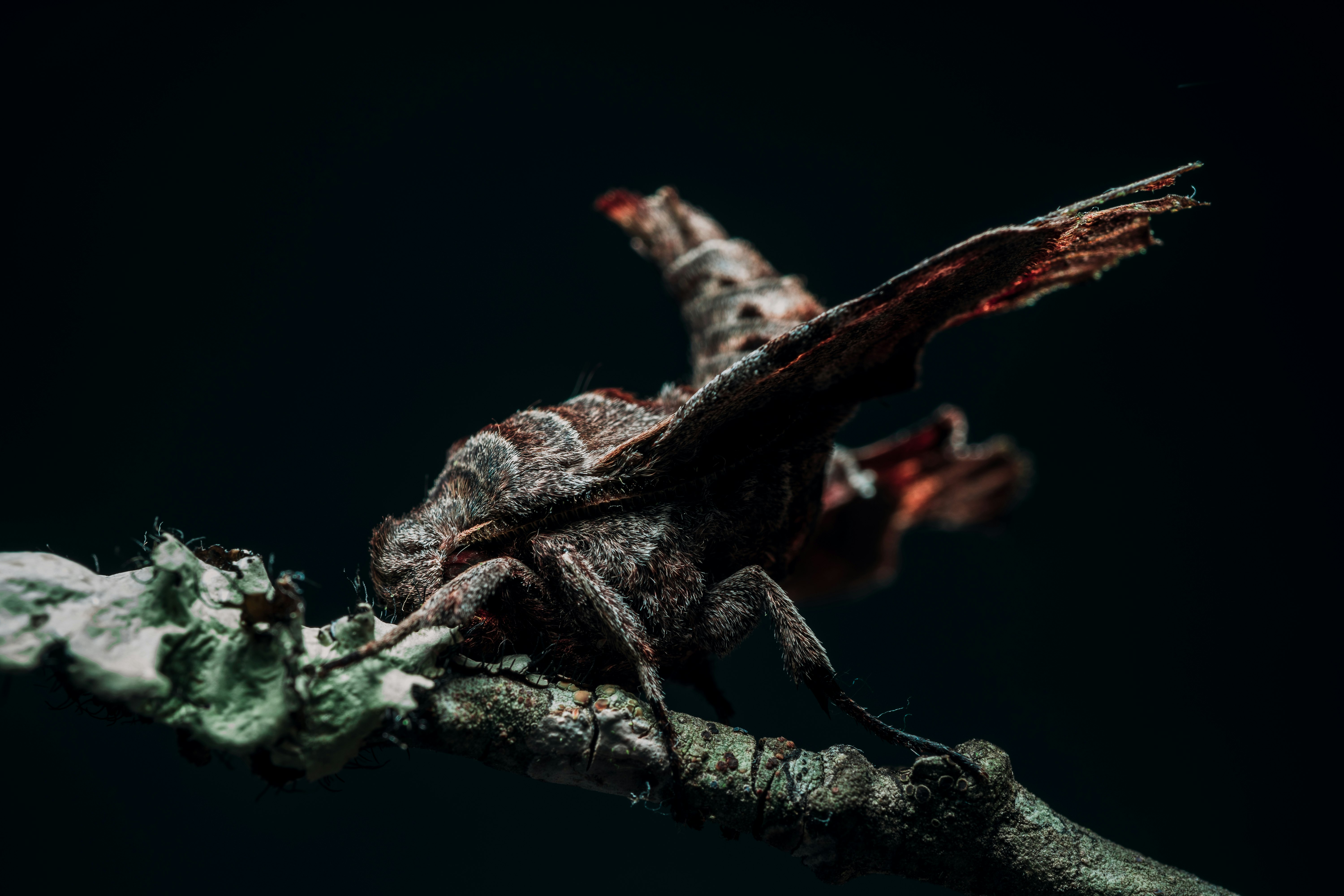 selective focus photo of black insect perched on wood